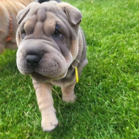 shar pei dog for sale uk