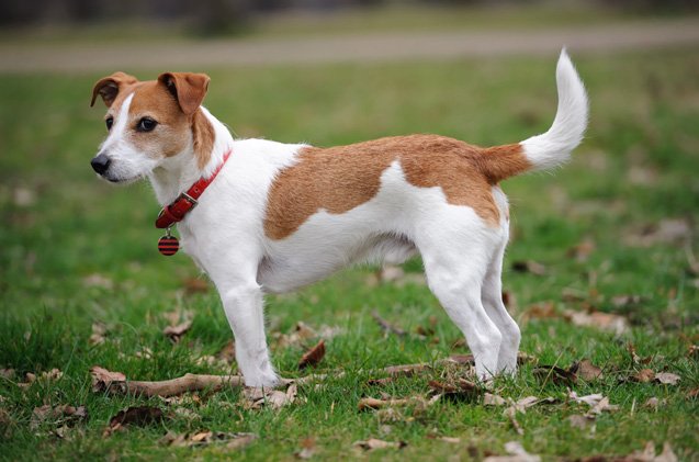 parson russell terrier dog breed