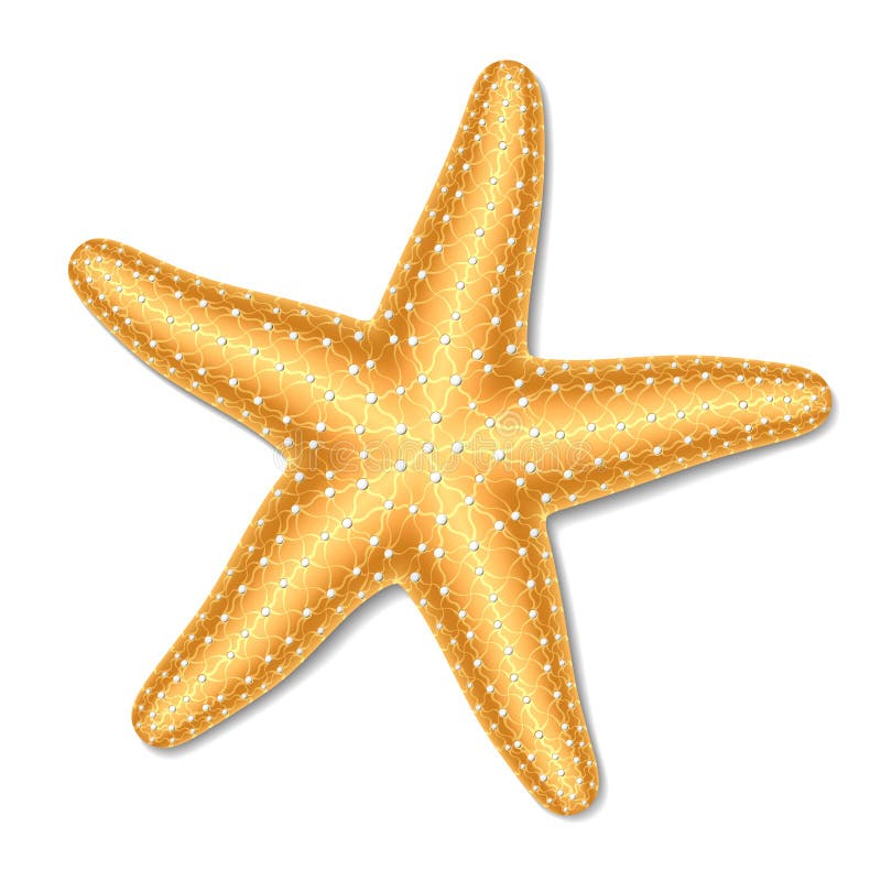 starfish clipart