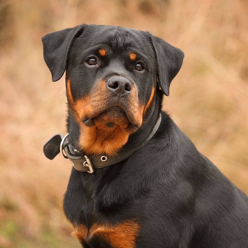 rottweiler puppies near me