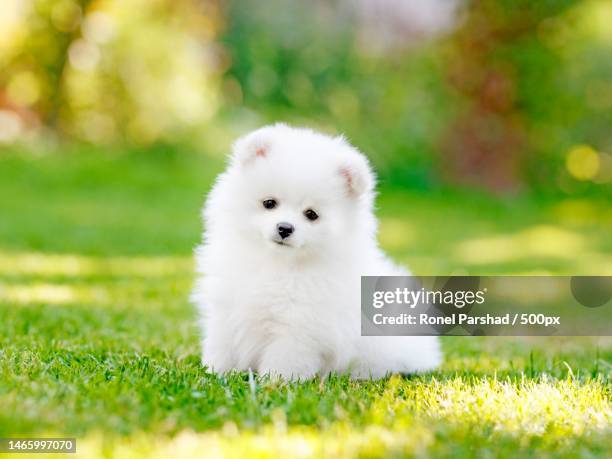 pomeranian white