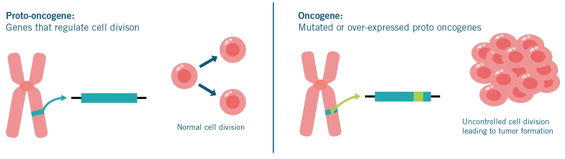 proto oncogene