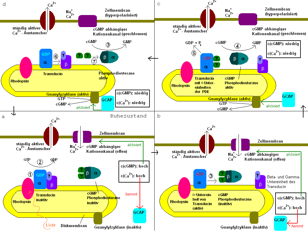 transducin