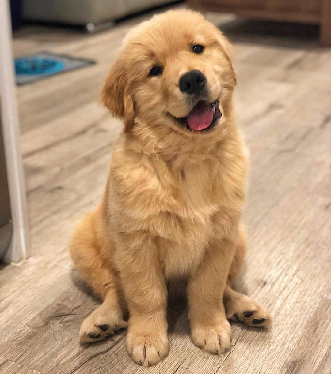 golden retriever cute