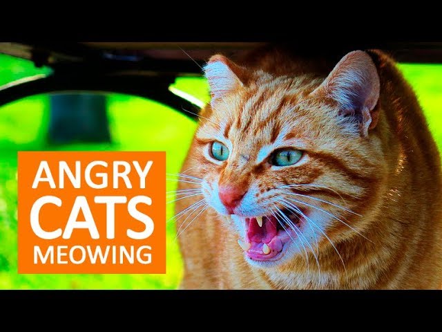 angry cat sounds mp3