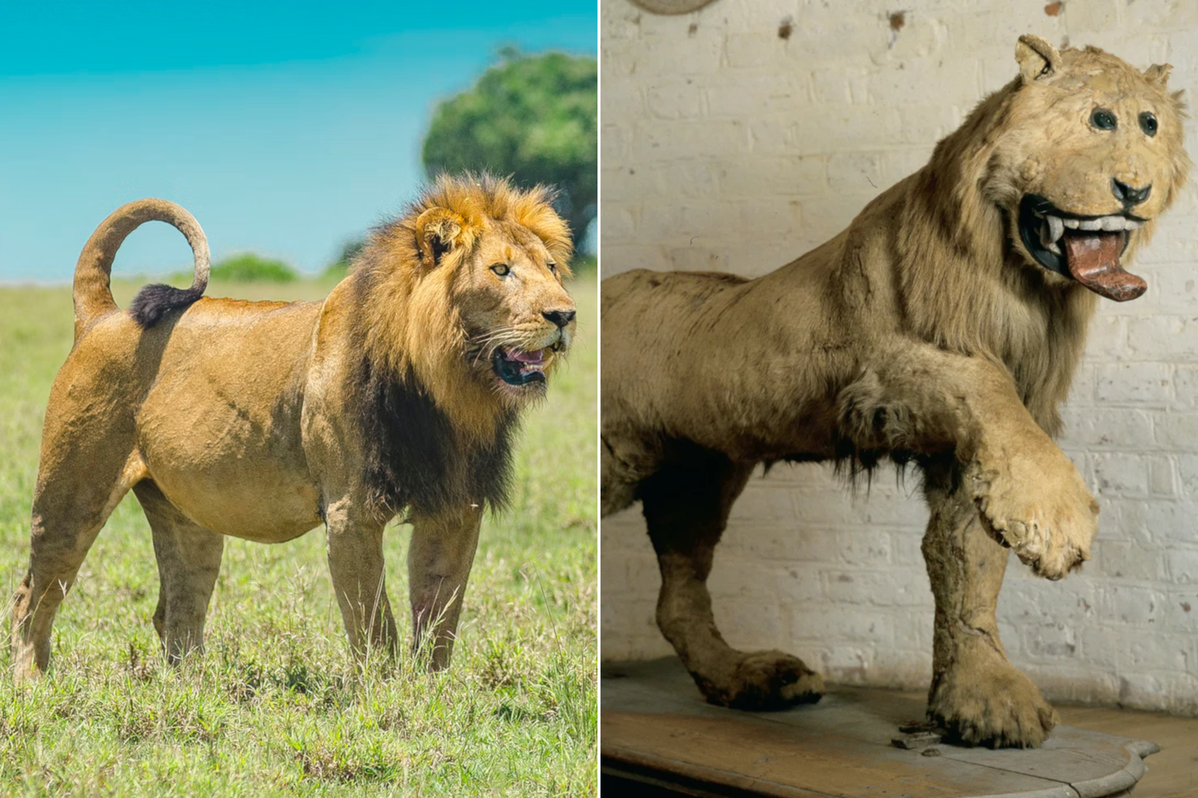 first taxidermied lion