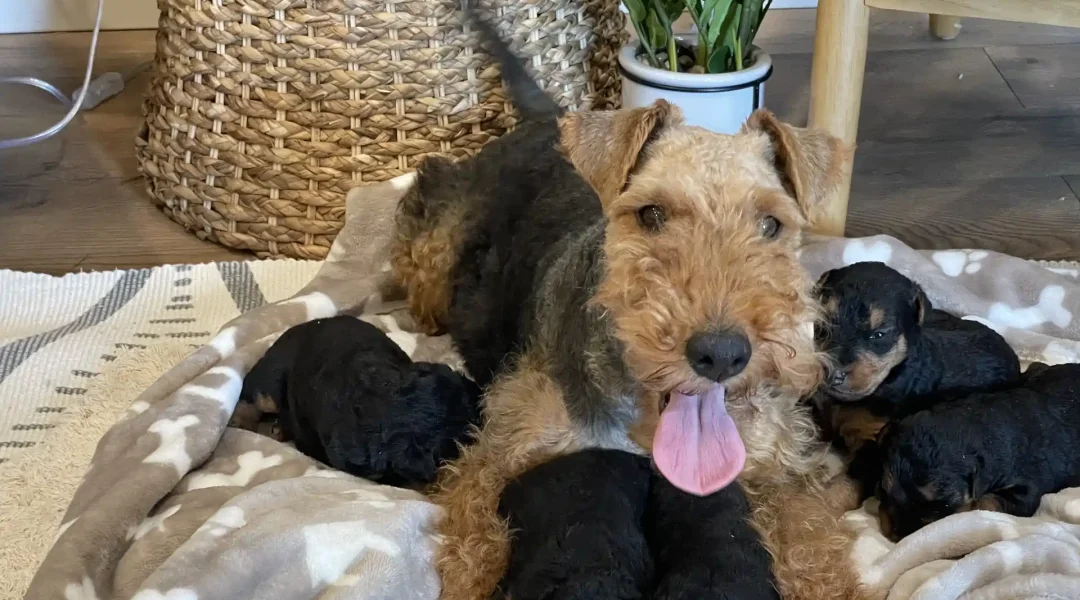 airedale puppies for sale