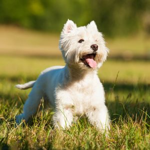 westie puppies for sale