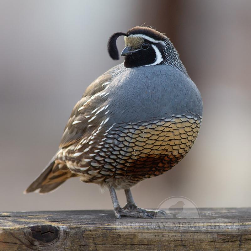 quail near me