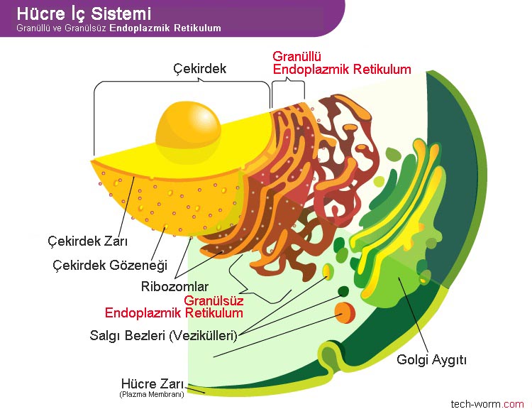 golgi aygıtı hangi canlı hücrelerde bulunur