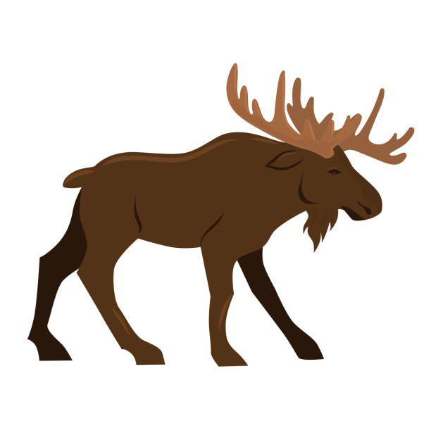 moose clipart