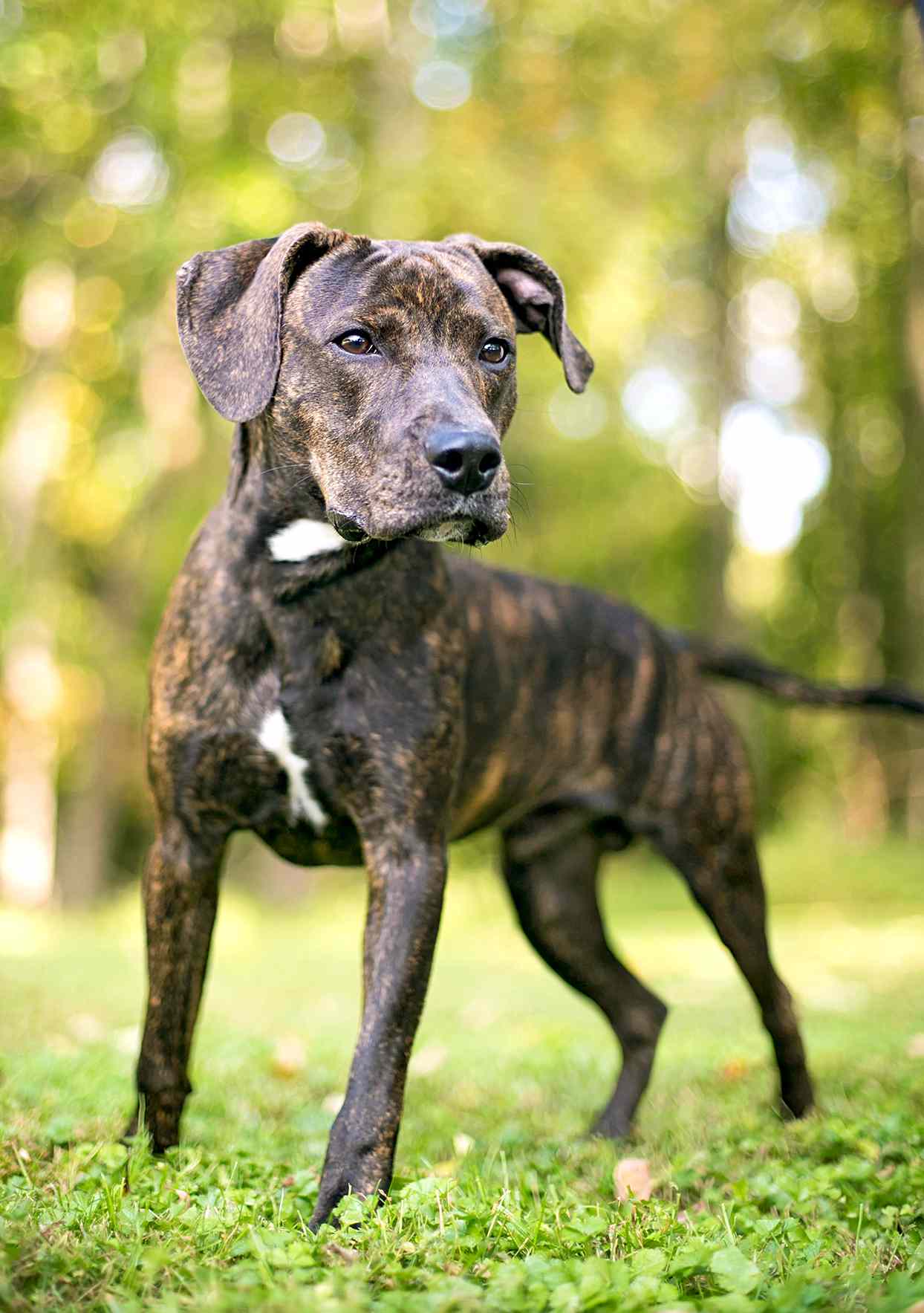 dogs with brindle