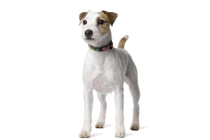 parson jack russell terrier in not