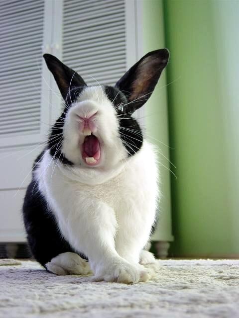 funny rabbit pictures