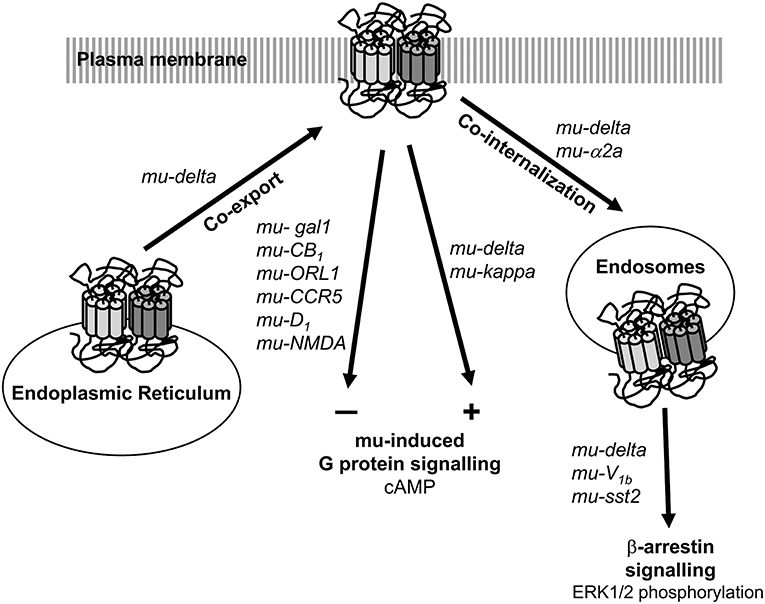 mu opioid receptor