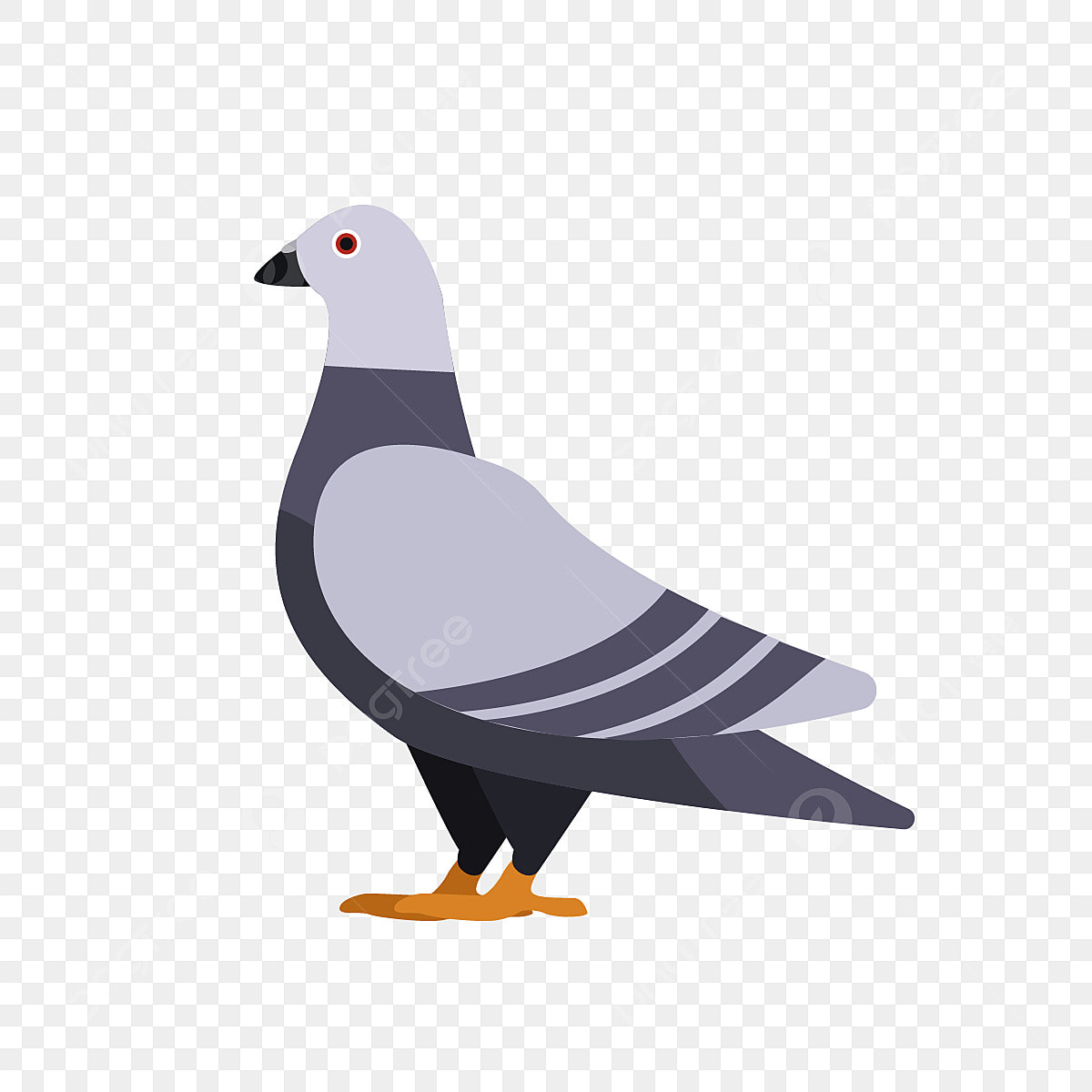 pigeon clipart