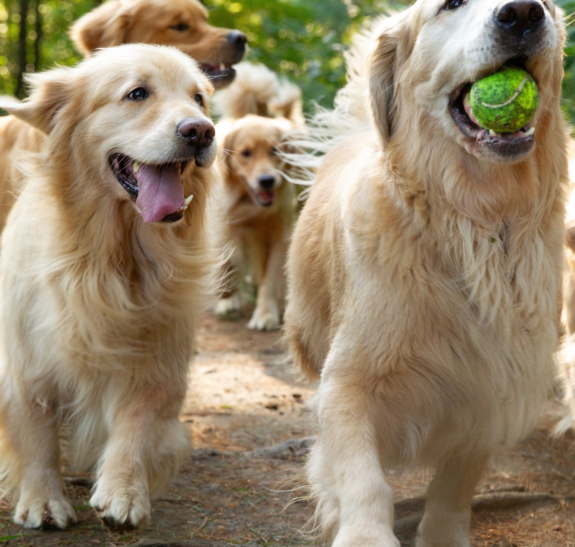 golden dog farm vermont