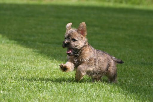 cairn terrier puppies