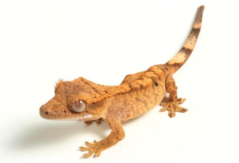 crested gecko near me for sale