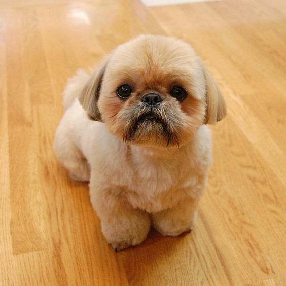 shih tzu with puppy cut