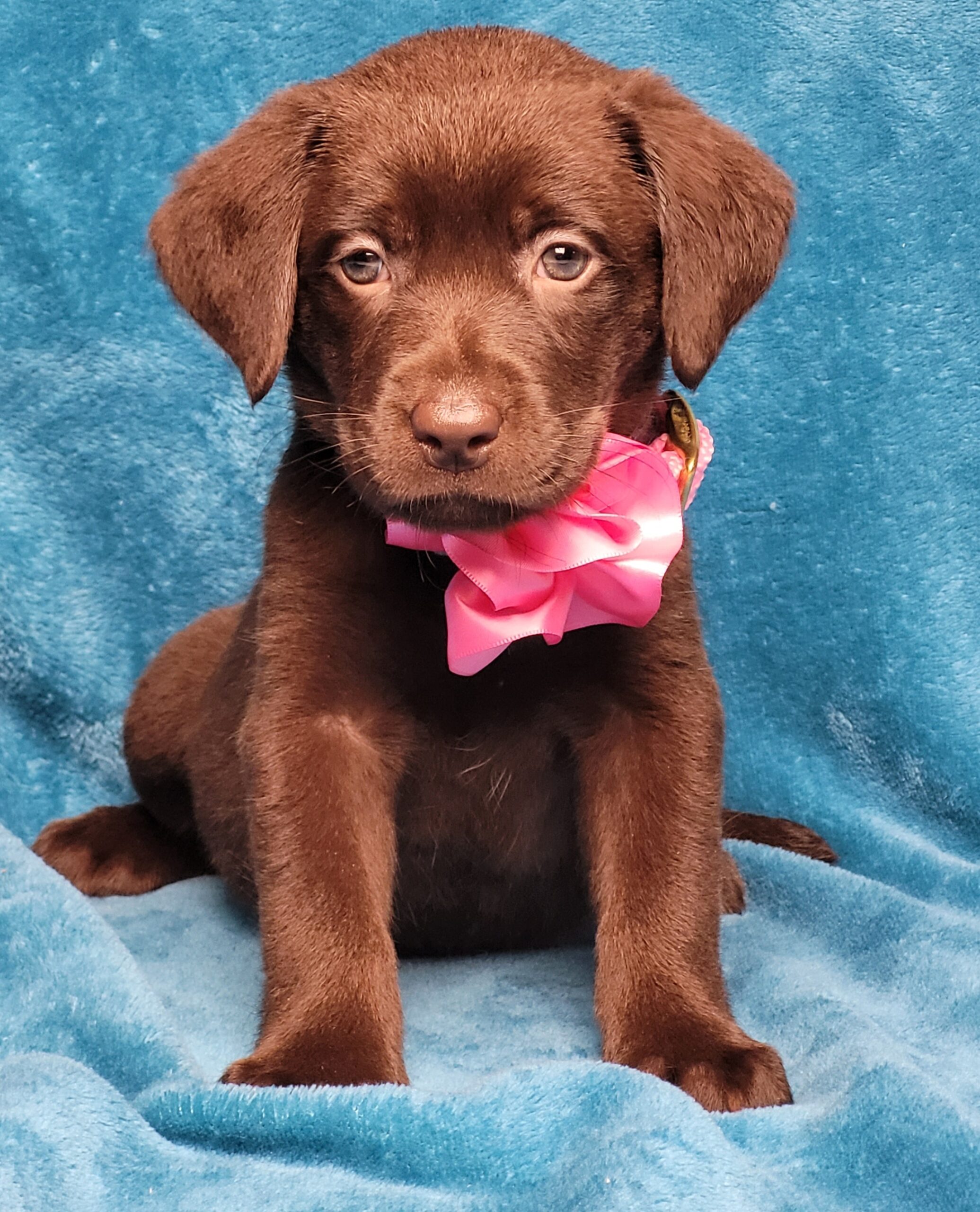 chocolate brown labrador retriever