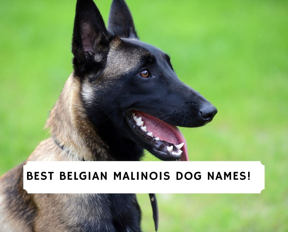 belgian puppy names