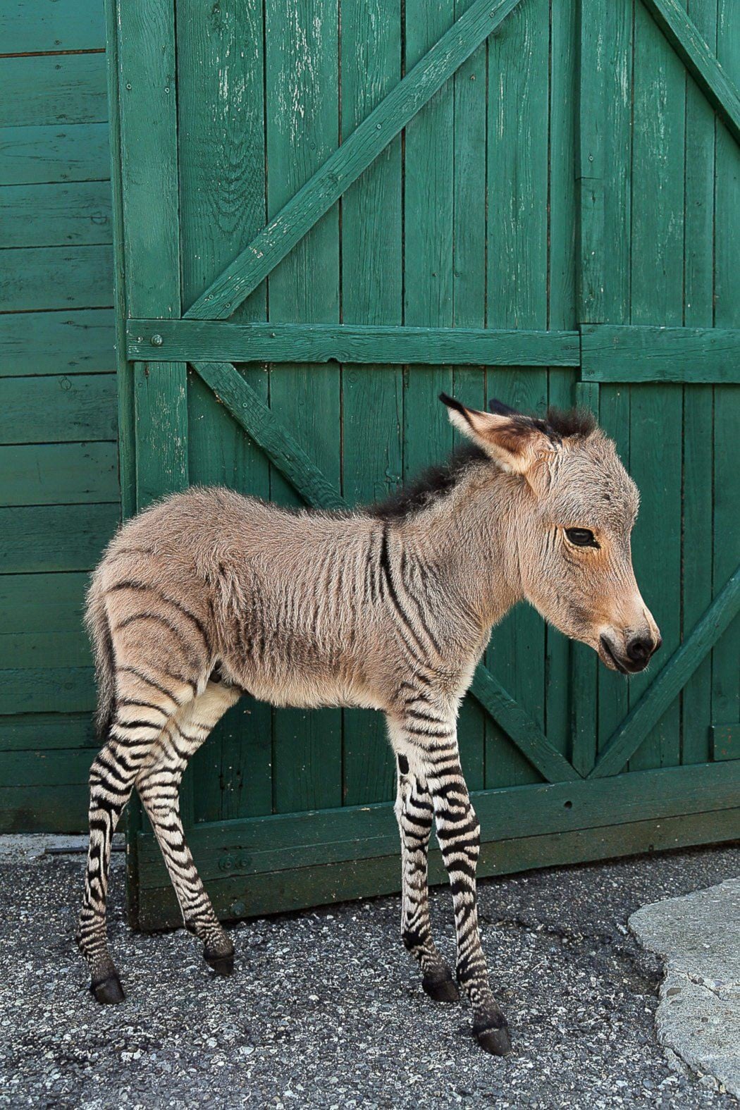 zonkeys