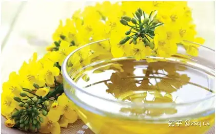 canola 意思