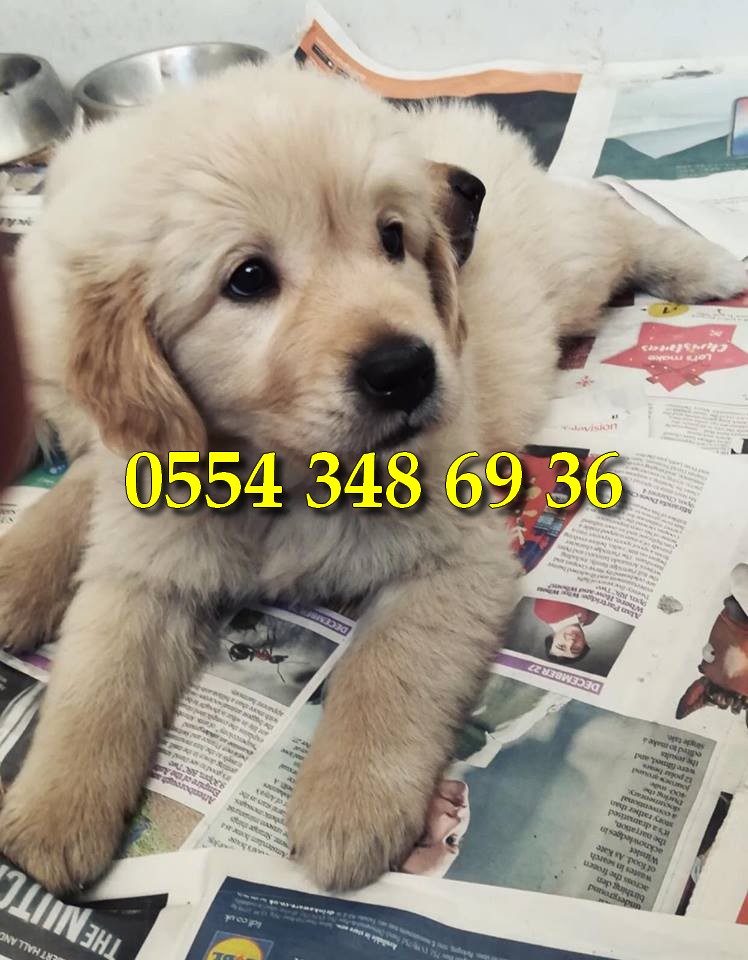 golden retriever sahiplenme antalya