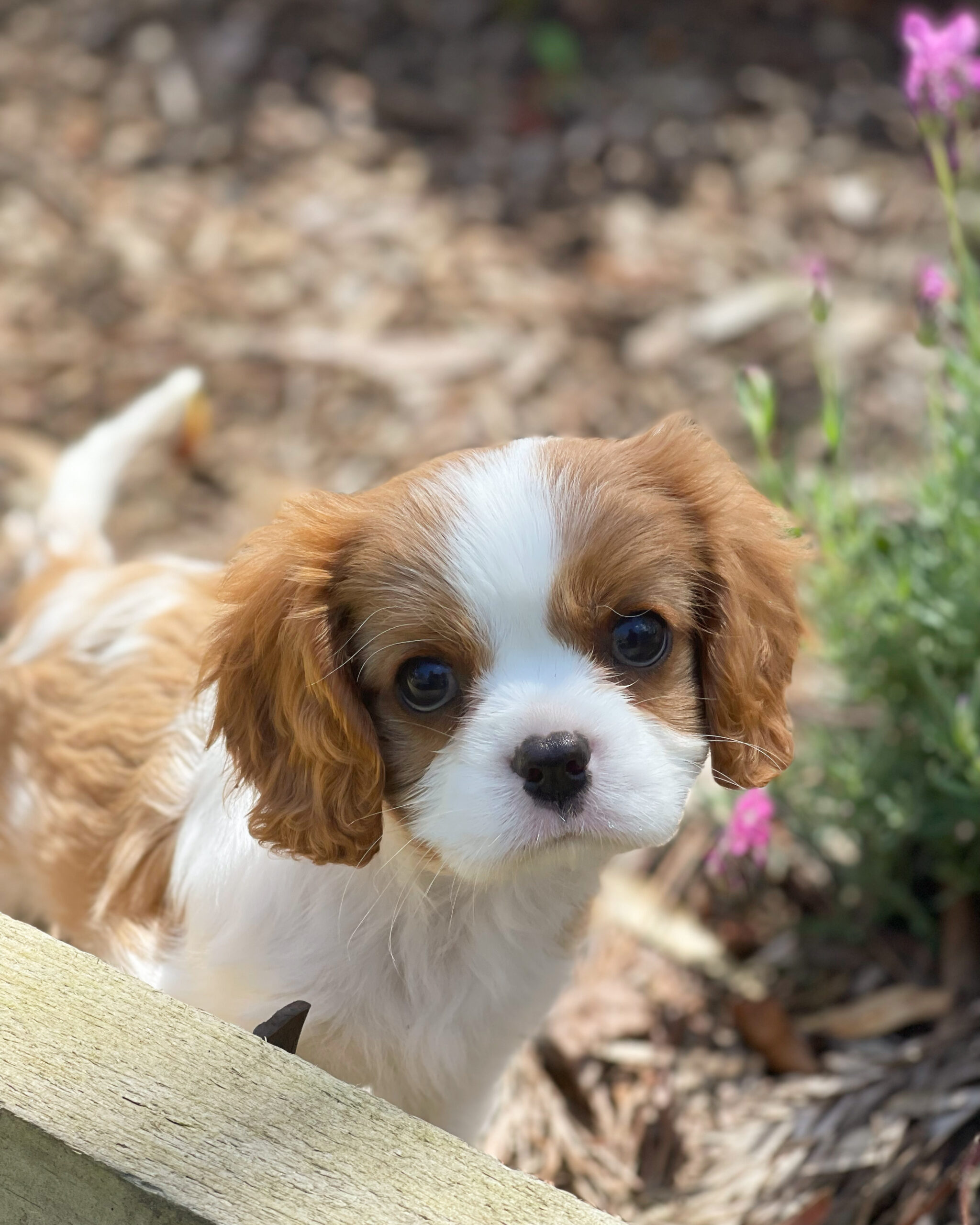 king charles springer spaniel puppies for sale