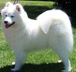 samoyed for sale australia