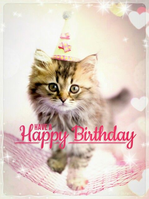 cat wishing happy birthday