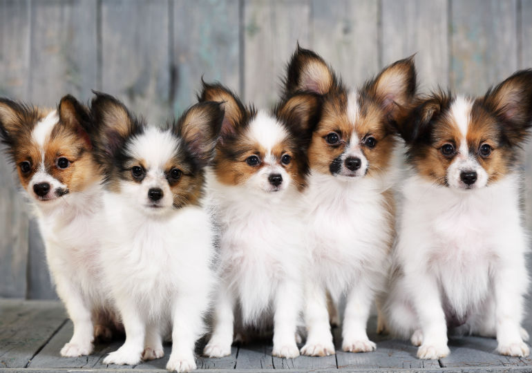 papillon puppies