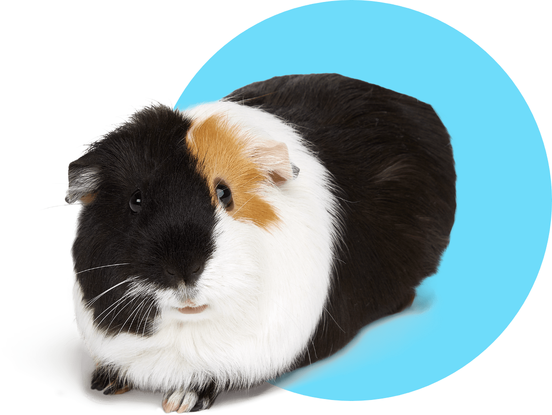 buy guinea pigs near me