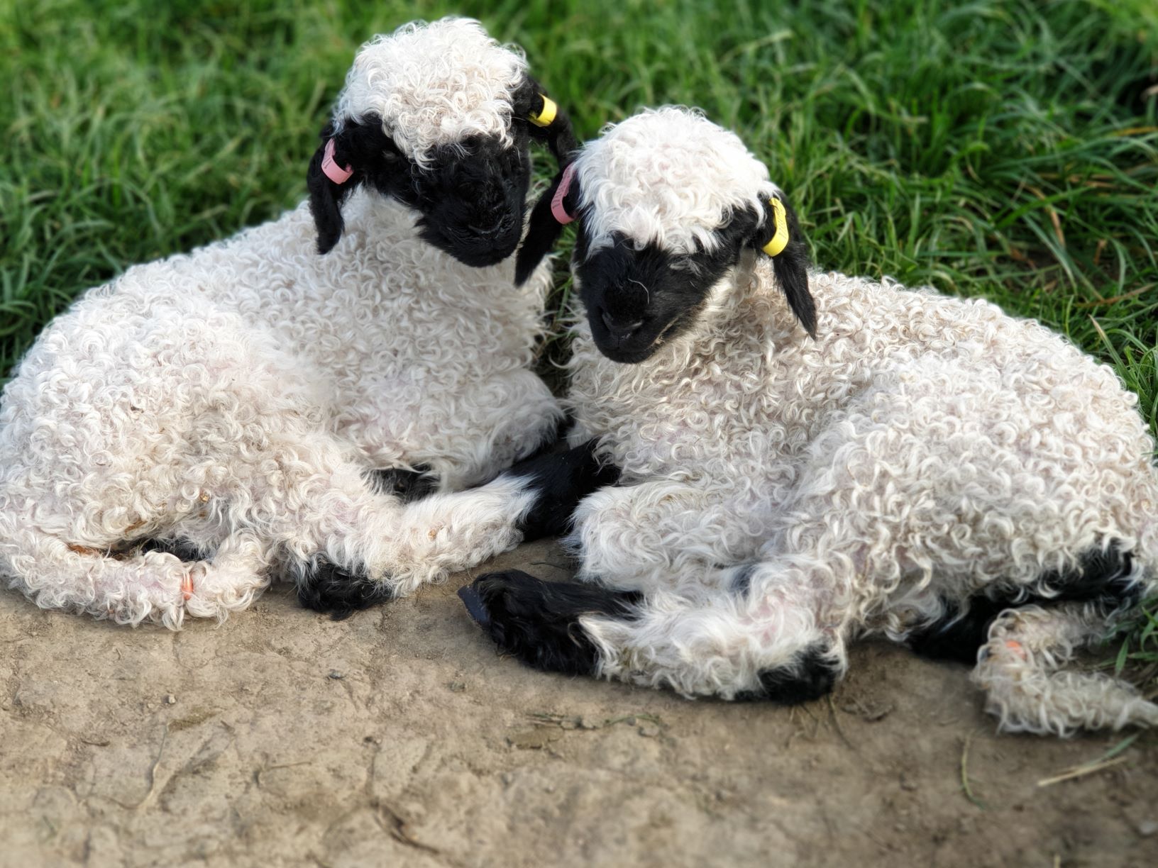 valais blacknose lambs for sale