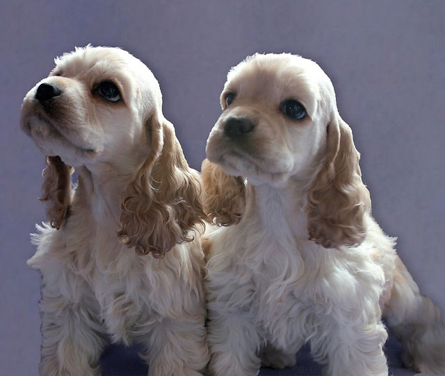 american cocker spaniel puppies for sale