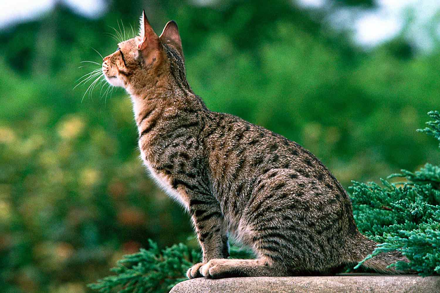 ocicat size