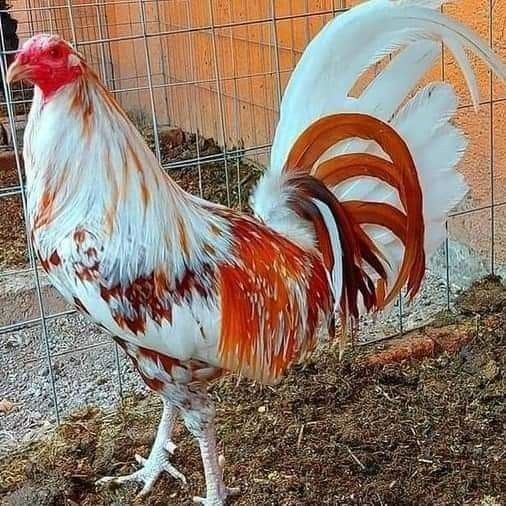 gamefowl rooster for sale