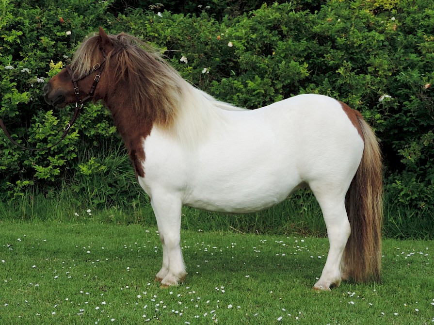 shetland pony for sale