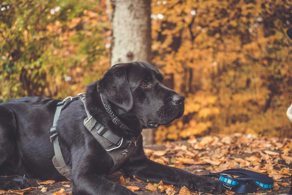 dog harness for labs