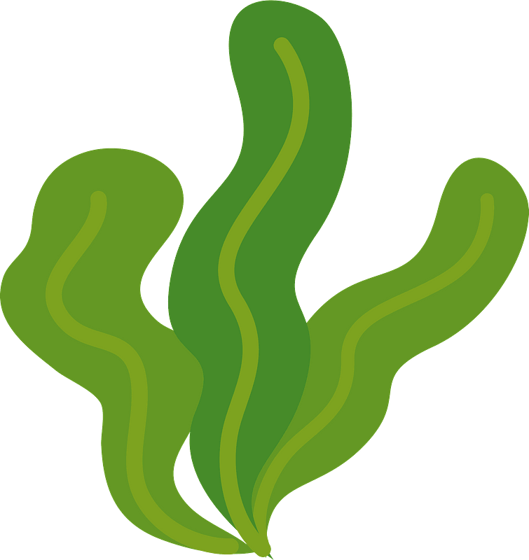 seaweed clipart