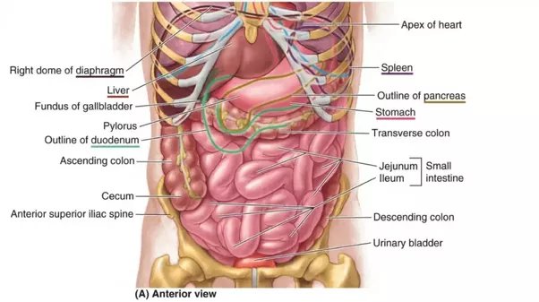 pain on left hand side below ribs