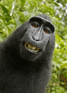 funny memes monkey