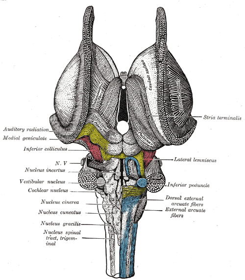 dorsal cochlear nucleus