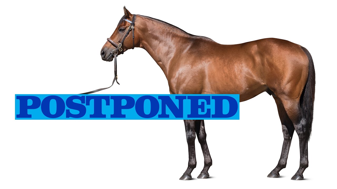 postponed stallion