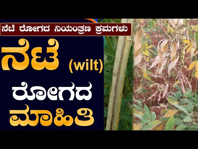 wilt meaning in kannada