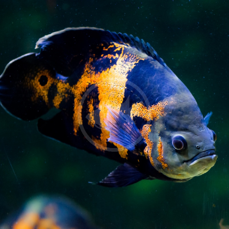 oscar cichlid for sale