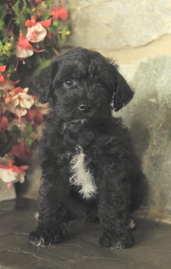 schnoodle puppies for sale