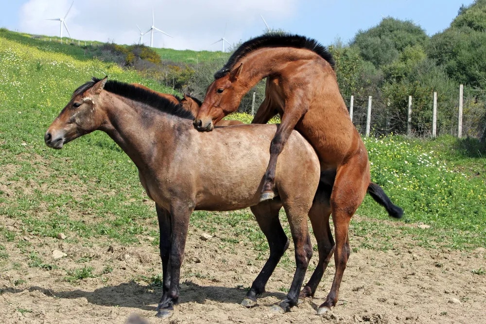 horse mating with