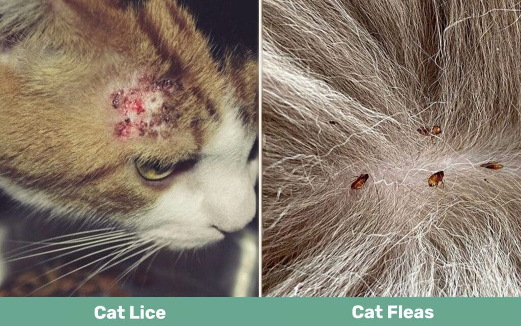 cat lice removal